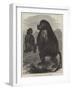 The Gelada Monkeys at the Alexandra Palace-null-Framed Giclee Print