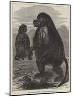 The Gelada Monkeys at the Alexandra Palace-null-Mounted Giclee Print