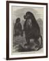 The Gelada Monkeys at the Alexandra Palace-null-Framed Giclee Print