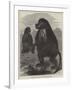 The Gelada Monkeys at the Alexandra Palace-null-Framed Giclee Print