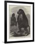 The Gelada Monkeys at the Alexandra Palace-null-Framed Giclee Print