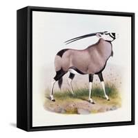 The Gemsbok, from 'The Book of Antelopes'-Wolf & Smit-Framed Stretched Canvas