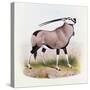 The Gemsbok, from 'The Book of Antelopes'-Wolf & Smit-Stretched Canvas