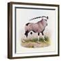 The Gemsbok, from 'The Book of Antelopes'-Wolf & Smit-Framed Giclee Print