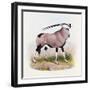 The Gemsbok, from 'The Book of Antelopes'-Wolf & Smit-Framed Giclee Print