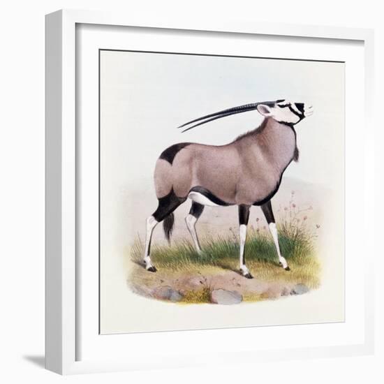 The Gemsbok, from 'The Book of Antelopes'-Wolf & Smit-Framed Giclee Print