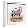 The Gemsbok, from 'The Book of Antelopes'-Wolf & Smit-Framed Giclee Print