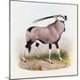 The Gemsbok, from 'The Book of Antelopes'-Wolf & Smit-Mounted Giclee Print