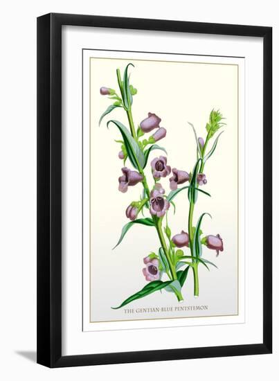 The Gentian-Blue Pentstemon-null-Framed Art Print