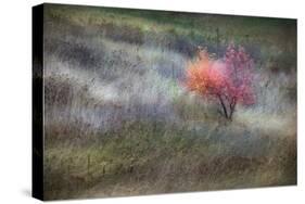 The Gentle Season-Ursula Abresch-Stretched Canvas