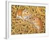 The Gerbils, 1994-Ditz-Framed Giclee Print