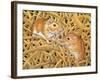 The Gerbils, 1994-Ditz-Framed Giclee Print