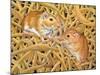 The Gerbils, 1994-Ditz-Mounted Giclee Print