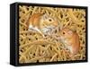 The Gerbils, 1994-Ditz-Framed Stretched Canvas