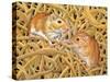 The Gerbils, 1994-Ditz-Stretched Canvas