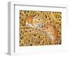 The Gerbils, 1994-Ditz-Framed Giclee Print