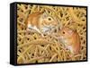 The Gerbils, 1994-Ditz-Framed Stretched Canvas