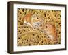 The Gerbils, 1994-Ditz-Framed Giclee Print