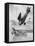 The German Diii Albatros Diving at a Foe, WW1-Geoffrey Watson-Framed Stretched Canvas
