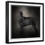 The Giant Black Schnauzer-Jai Johnson-Framed Premium Giclee Print