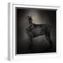 The Giant Black Schnauzer-Jai Johnson-Framed Premium Giclee Print