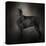 The Giant Black Schnauzer-Jai Johnson-Stretched Canvas