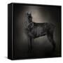 The Giant Black Schnauzer-Jai Johnson-Framed Stretched Canvas