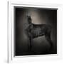 The Giant Black Schnauzer-Jai Johnson-Framed Giclee Print