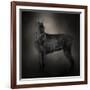 The Giant Black Schnauzer-Jai Johnson-Framed Giclee Print