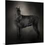 The Giant Black Schnauzer-Jai Johnson-Mounted Giclee Print