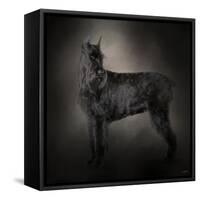 The Giant Black Schnauzer-Jai Johnson-Framed Stretched Canvas