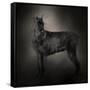 The Giant Black Schnauzer-Jai Johnson-Framed Stretched Canvas