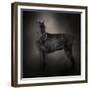 The Giant Black Schnauzer-Jai Johnson-Framed Giclee Print