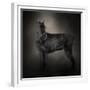 The Giant Black Schnauzer-Jai Johnson-Framed Giclee Print