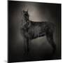 The Giant Black Schnauzer-Jai Johnson-Mounted Giclee Print