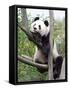 The Giant Panda in Zoo-egal-Framed Stretched Canvas