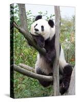 The Giant Panda in Zoo-egal-Stretched Canvas