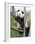 The Giant Panda in Zoo-egal-Framed Photographic Print