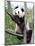 The Giant Panda in Zoo-egal-Mounted Photographic Print