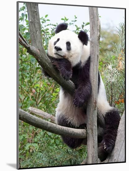The Giant Panda in Zoo-egal-Mounted Photographic Print