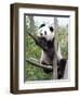 The Giant Panda in Zoo-egal-Framed Photographic Print