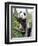 The Giant Panda in Zoo-egal-Framed Photographic Print