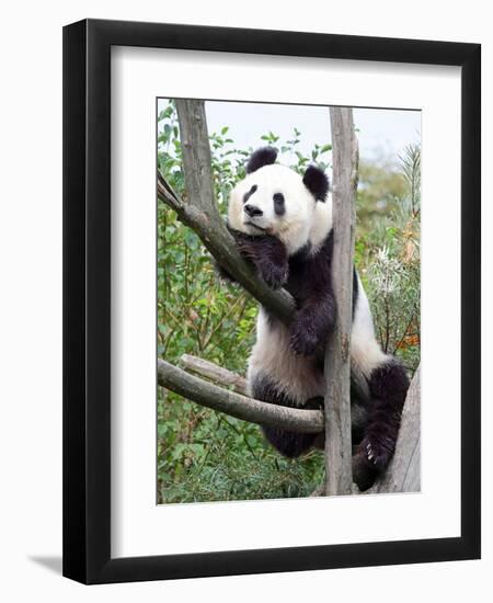 The Giant Panda in Zoo-egal-Framed Photographic Print