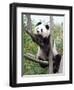 The Giant Panda in Zoo-egal-Framed Photographic Print