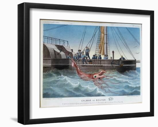 The Giant Squid Caught by the Alecton off the Coast of Tenerife, 30th November 1861-E. Rodolphe-Framed Giclee Print