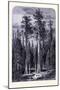 The Giant Trees in the Mariposa Forest United States of America-null-Mounted Giclee Print