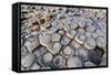 The Giants Causeway, County Antrim, Ulster, Northern Ireland, United Kingdom-Michael Runkel-Framed Stretched Canvas