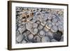 The Giants Causeway, County Antrim, Ulster, Northern Ireland, United Kingdom-Michael Runkel-Framed Photographic Print