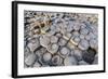 The Giants Causeway, County Antrim, Ulster, Northern Ireland, United Kingdom-Michael Runkel-Framed Photographic Print