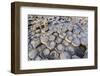 The Giants Causeway, County Antrim, Ulster, Northern Ireland, United Kingdom-Michael Runkel-Framed Photographic Print